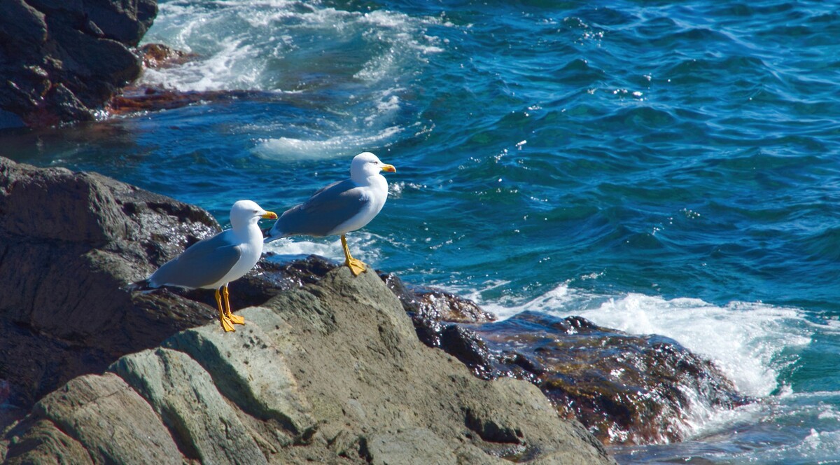 A pair of seagulls